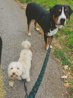 havanese finn.jpg